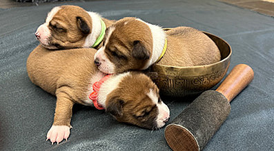 mera the Petfood Family Podcast Hundewelpen