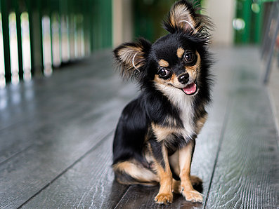 mera Hunderassen Chihuahua