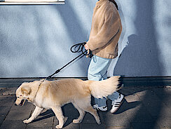Leinenführigkeit beim Hund