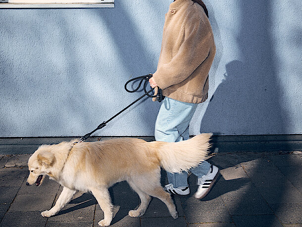 Leinenführigkeit beim Hund