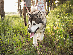 Leinenführigkeit beim Hund