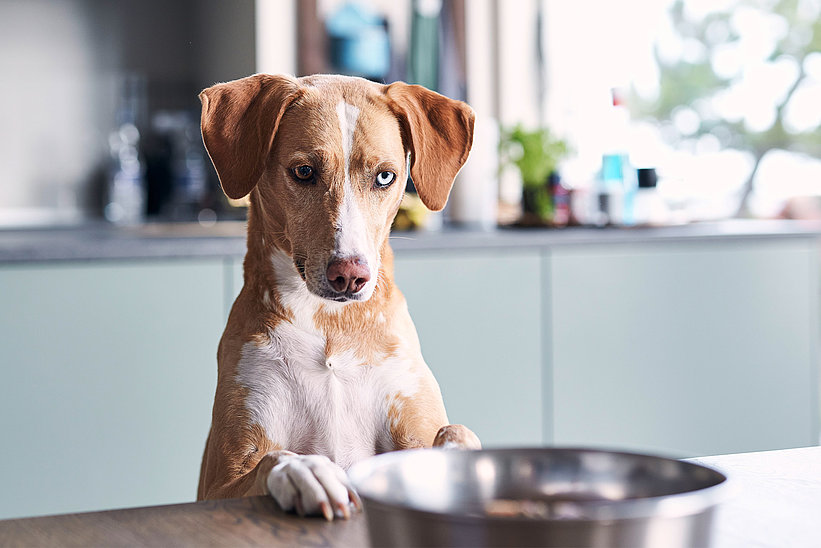 Hund schaut über den Tisch in seinen Napf Hund schaut über den Tisch in seinen Napf