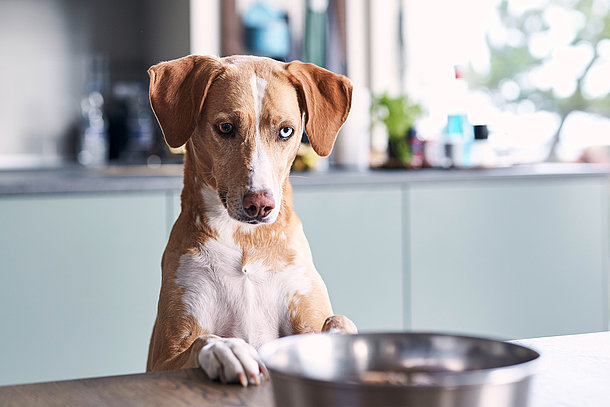 Hund schaut über den Tisch in seinen Napf Hund schaut über den Tisch in seinen Napf