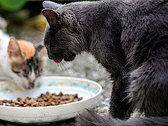 Katze sitzt vor Napf Katze sitzt vor Napf