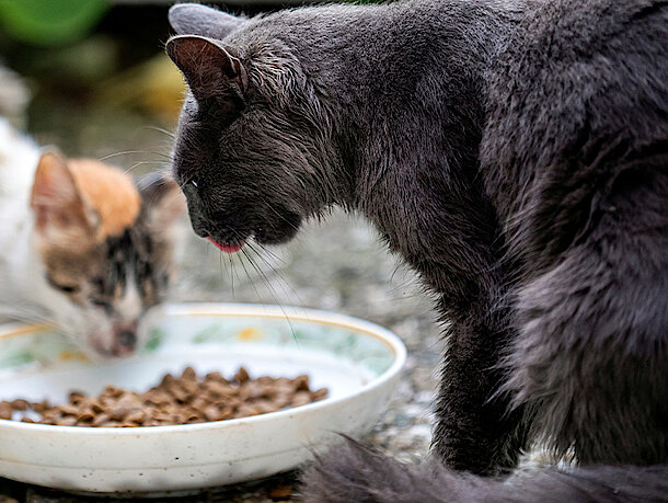Katze sitzt vor Napf Katze sitzt vor Napf