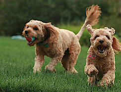 Zwei Hunde spielen auf einer Wiese mit einem Ball