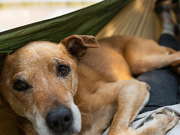 Hund liegt mit Mensch in der Hängematte