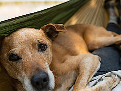 Hund liegt mit Mensch in der Hängematte Hund liegt mit Mensch in der Hängematte