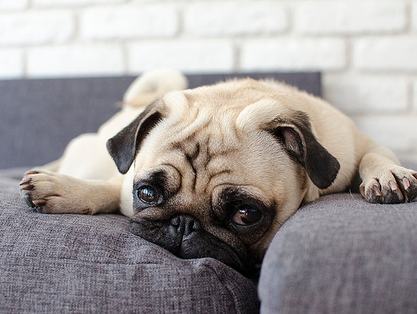 mera Ratgeber Qualzuchten