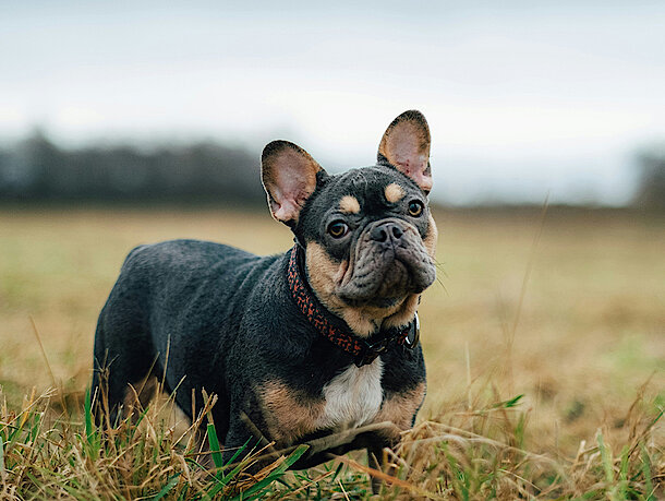 Eine Französische Bulldogge auf einem Feld Eine Französische Bulldogge auf einem Feld