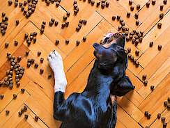 Hund liegt zwischen verstreuten Leckerchen 