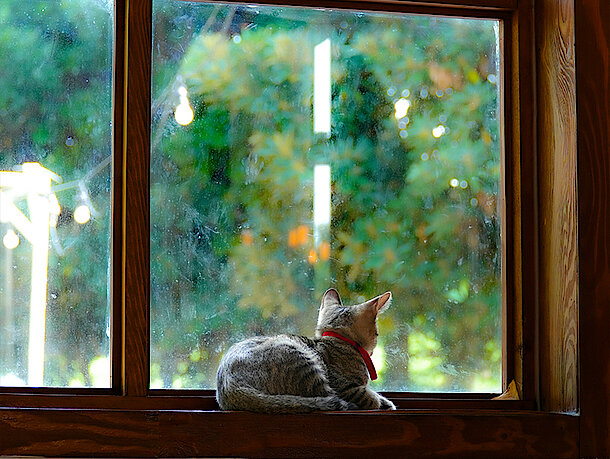 Katze schaut aus dem Fenster