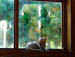 Katze schaut aus dem Fenster