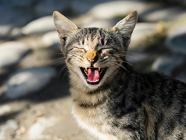 mera Petfood Katzenratgeber - Katzennamen