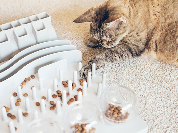 mera Petfood Katzenratgeber - Kreatives Katzenspiel mera Petfood Katzenratgeber - Kreatives Katzenspiel