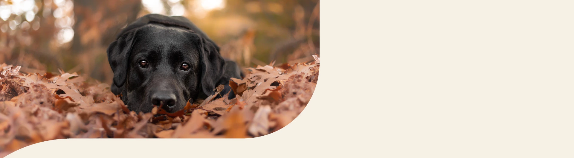 Labrador Info Banner
