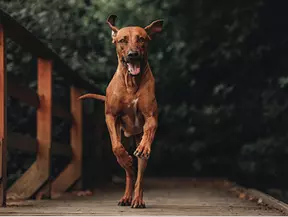 mera Hunderasse Rhodesion Ridgeback