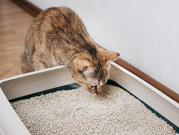 mera Ratgeber Katze stubenrein mera Ratgeber Katze stubenrein