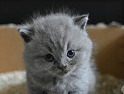 Kitten sitzt in einem Karton voller Katzenstreu 