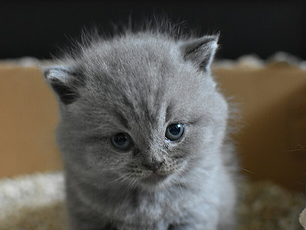 Kitten sitzt in einem Karton voller Katzenstreu 