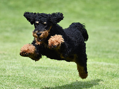 mera Hunderasse Pudel