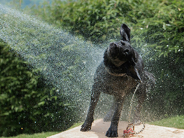 Hund wird von Gartenschlauch bespritzt Hund wird von Gartenschlauch bespritzt