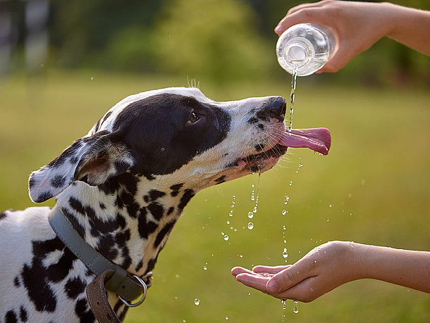 Dalmatiner bekommt eine Wasserabkühlung
