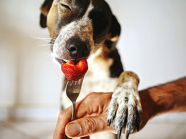 Hund frisst Erdbeere von einer Gabel Hund frisst Erdbeere von einer Gabel
