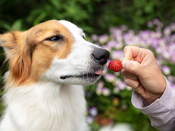 Hund wird Erdbeere vor dem Mund gesetzt Hund wird Erdbeere vor dem Mund gesetzt