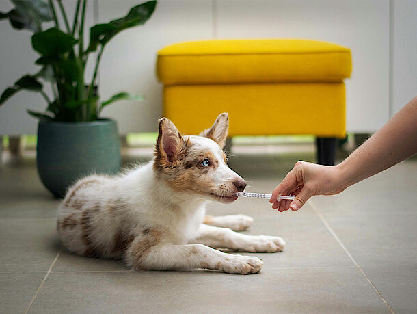 Hund bekommt Spritze mit Medizin in Mund 