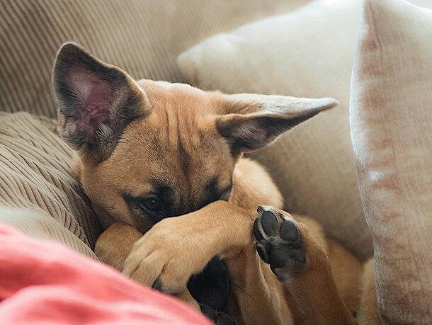 Hund liegt auf der Couch und hält sich die Augen zu Hund liegt auf der Couch und hält sich die Augen zu