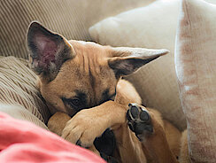 Hund liegt auf der Couch und hält sich die Augen zu Hund liegt auf der Couch und hält sich die Augen zu
