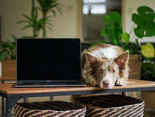Hund liegt neben einem aufgeklappten Laptop auf dem Tisch Hund liegt neben einem aufgeklappten Laptop auf dem Tisch