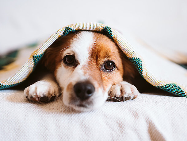 mera Hunderatgeber - Hund zittert mera Hunderatgeber - Hund zittert