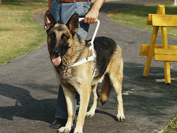 mera petfood hunderatgeber - assistenzhunde mera petfood hunderatgeber - assistenzhunde