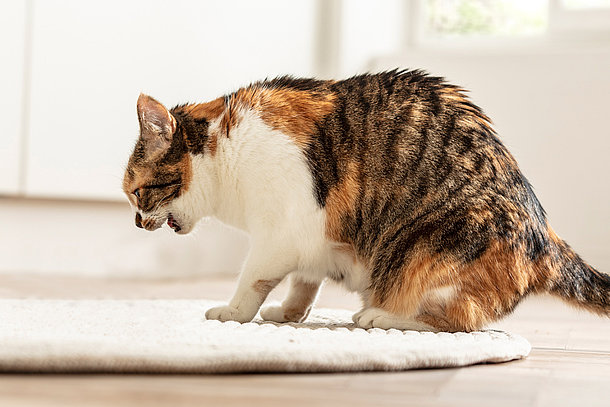 Katze ist am Hecheln