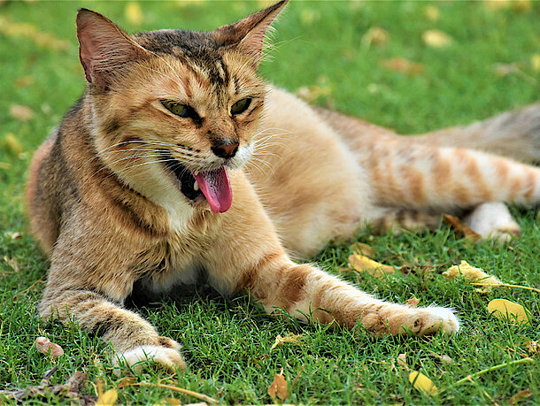 Katze liegt hechelnd auf der Wiese
