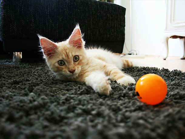 Katze liegt mit einem orangenen Ball auf dem Bett 