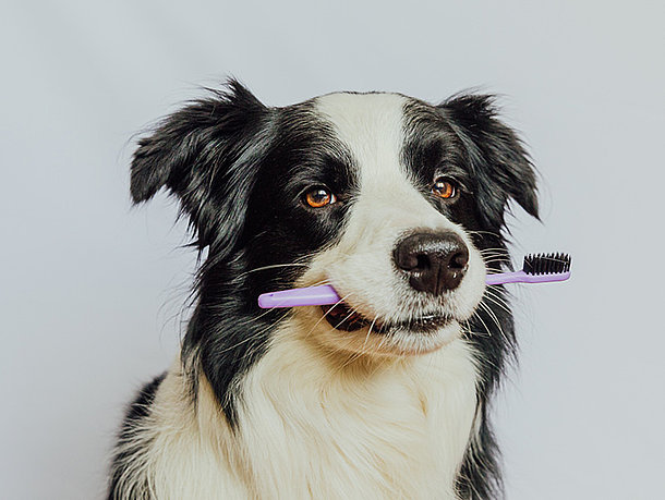 Hund mit einer Zahnbürste im Mund Hund mit einer Zahnbürste im Mund