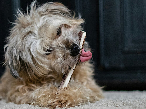 Hund mit einem Leckerchen im Mund