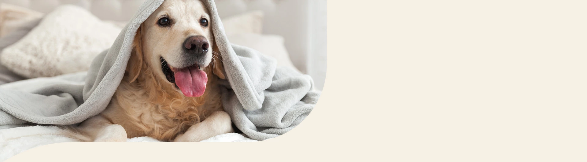 Golden Retriever Info Banner