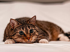 Katze liegt auf dem Bett und schaut traurig in die Kamera