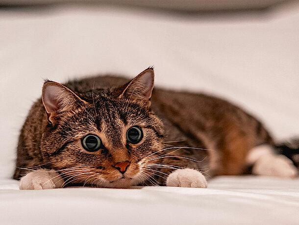 Katze liegt auf dem Bett und schaut traurig in die Kamera