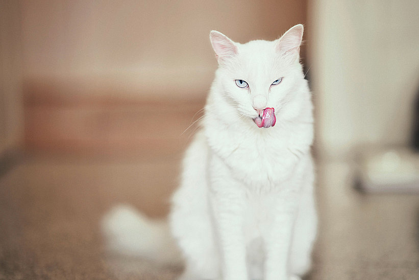 Katze macht sich sauber nach dem Essen