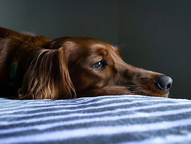 Hund liegt mit dem Kopf auf einer Decke