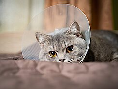 mera Petfood Katzenratgeber - Kastration mera Petfood Katzenratgeber - Kastration