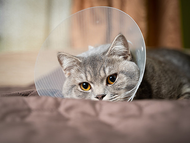 mera Petfood Katzenratgeber - Kastration