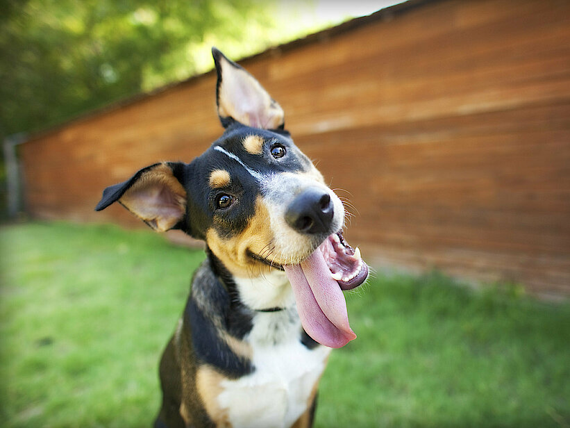 Hund mit großen Ohren lässt Zunge raushängen