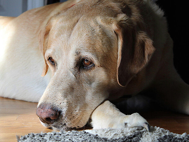 Hund frisst nicht