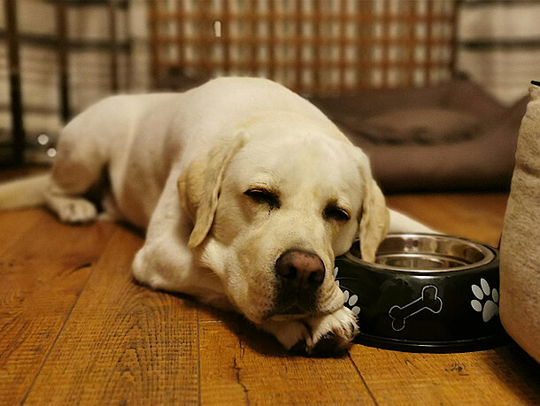 Hund frisst nicht Hund frisst nicht